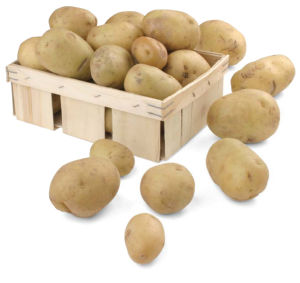 Krompir mladi SLO